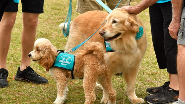 Wickham Dog Park